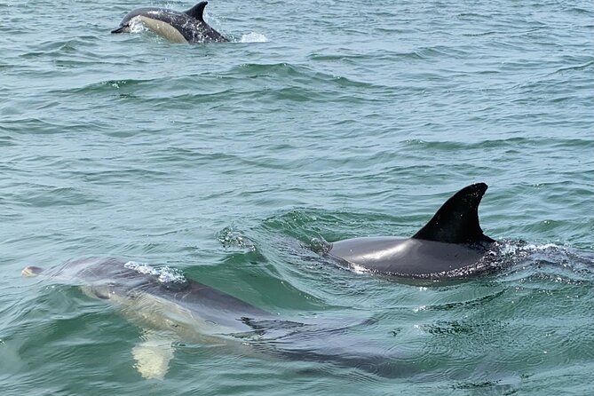 Dolphin Watching in Lisbon - Safety and Comfort on Board