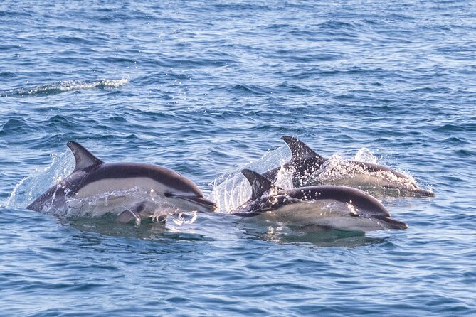 Dolphin Watching in Lisbon - Who Will Appreciate This Dolphin Watching Tour?