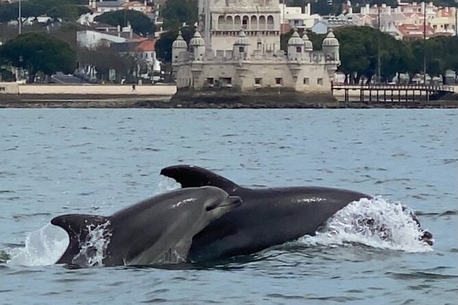 Dolphin Watching in Lisbon - Booking and Cancellation Flexibility