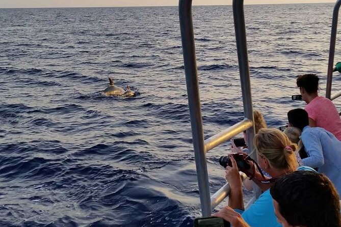 Dolphin Watching in Majorca - Departing from Santa Ponsa for Marine Wildlife Encounters