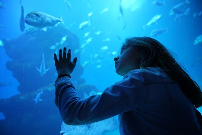 Dolphin Watching in Majorca - Swimming and Snorkeling Opportunities