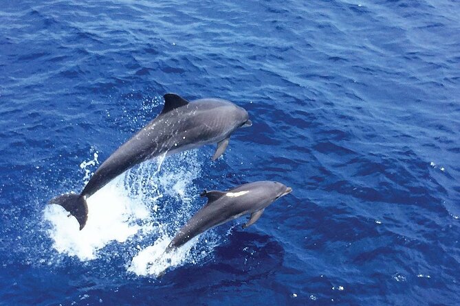 Dolphin Watching in Majorca - Practical Tips for a Smooth Trip
