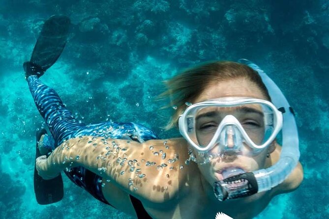 Dolphin Watching in Majorca - Is This Tour Worth It?