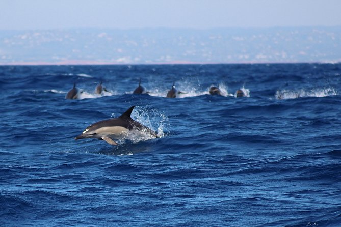 Dolphin-Watching in Marina de Lagos - The Thrill of Speed and the Breathtaking Views