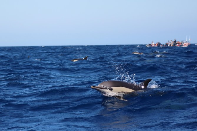 Dolphin-Watching in Marina de Lagos - Marine Life Sightings and Success Rate