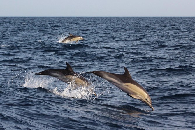 Dolphin-Watching in Marina de Lagos - Comparing with Other Coastal Tours