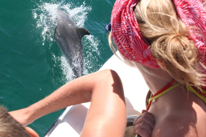 Dolphin Watching in the Wild - Half Day - Key Points
