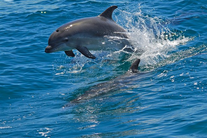 Dolphin Watching in the Wild - Half Day - The Boat Trip to Spot Bottlenose Dolphins