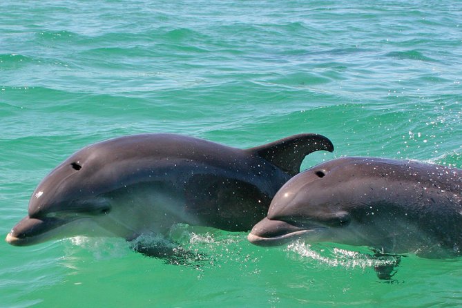 Dolphin Watching in the Wild - Half Day - Who Would Enjoy This Dolphin Tour Most?