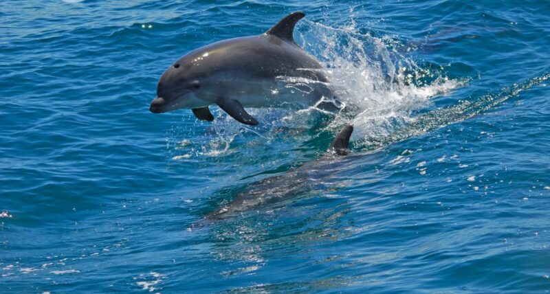 Dolphin Watching in the Wild - Half Day Tour - Discover the Unique Dolphin Watching Tour in Lisbons Surroundings