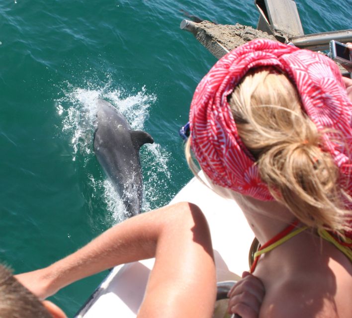 Dolphin Watching in the Wild - Half Day Tour - Logistics and Comfort of the Tour Experience