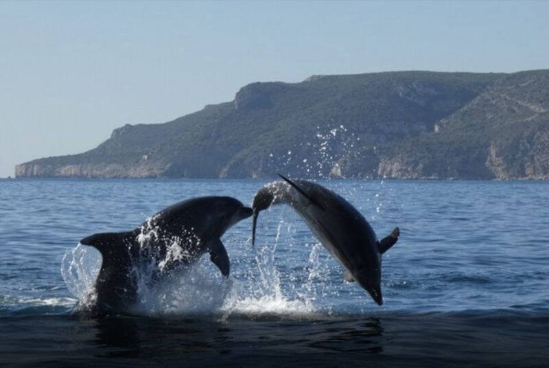 Dolphin Watching in the Wild - Half Day Tour - What Makes This Dolphin Tour Stand Out
