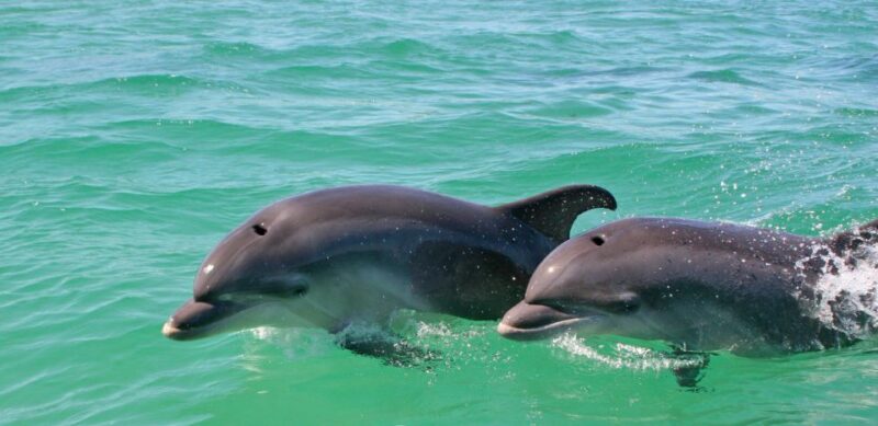 Dolphin Watching in the Wild - Half Day Tour - Limitations and Considerations