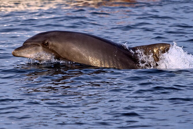 DOLPHIN WATCHING | Pula Boat - The Departure Point at Pula Boat in Croatia