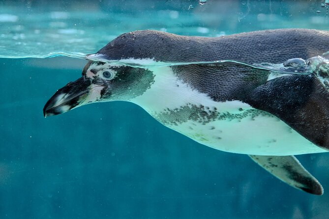 Dolphin Watching & Snorkeling in Key West with Sunset Dinner Cruise and Open Bar - Snorkeling at One of North Americas Only Living Coral Reefs