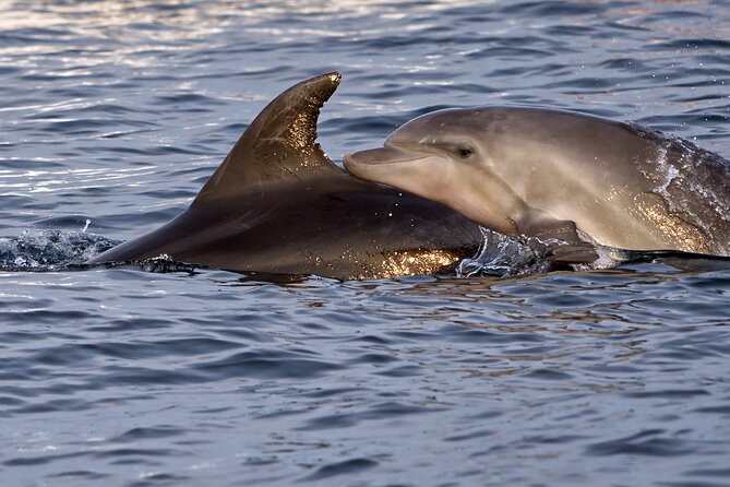 Dolphin Watching Sunset Boat Trip in Pula with Dinner - Drinks and Refreshments on Board