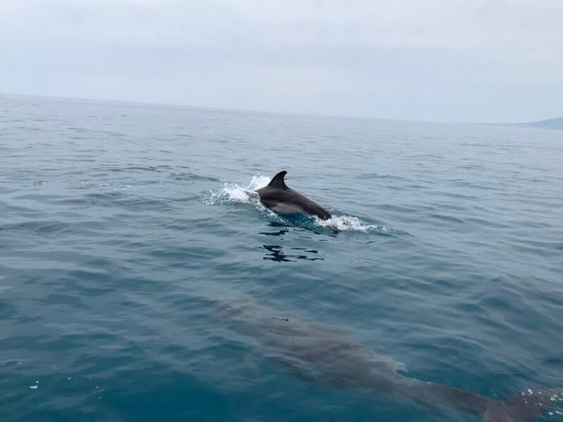 DOLPHIN WATCHING - Comparing the Tour to Other Coastal Experiences