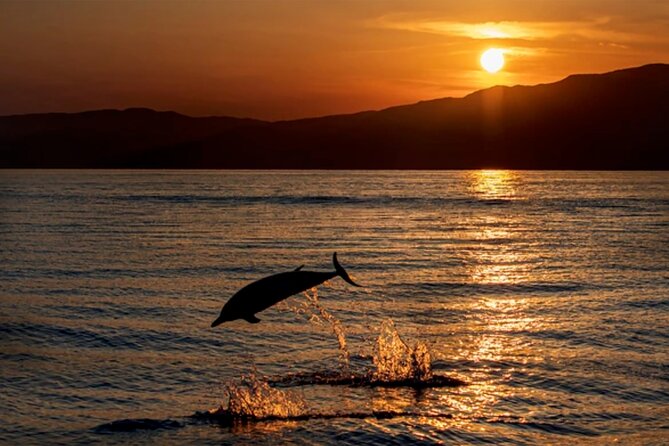 Dolphin Watching Tour  85% Chance  Drinks & Dinner Included - Exciting Dolphin Watching Tour with All-Inclusive Dining in Pula