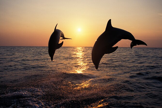 Dolphin Watching Tour  85% Chance  Drinks & Dinner Included - Departure Point at Tajana & Zlatni Rat Excursions in Medulin