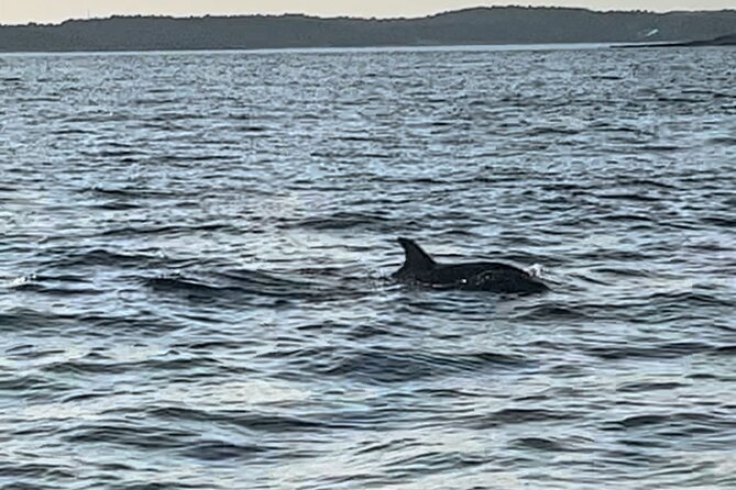 Dolphin Watching Tour  85% Chance  Drinks & Dinner Included - Weather and Seasonality Considerations