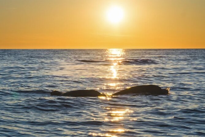 Dolphin Watching Tour  85% Chance  Drinks & Dinner Included - The Crew and Atmosphere Onboard