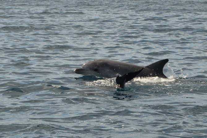 Dolphin Watching Tour - from Golfo Aranci - The Route to Figarolo and Dolphin Habitats