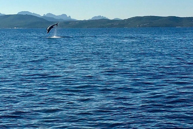 Dolphin Watching Tour - from Golfo Aranci - Weather and Cancellation Policies