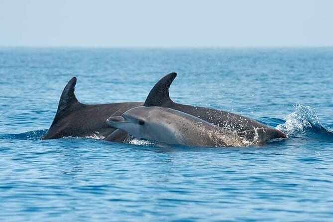 Dolphin Watching Tour with Snorkeling from Olbia - Key Points