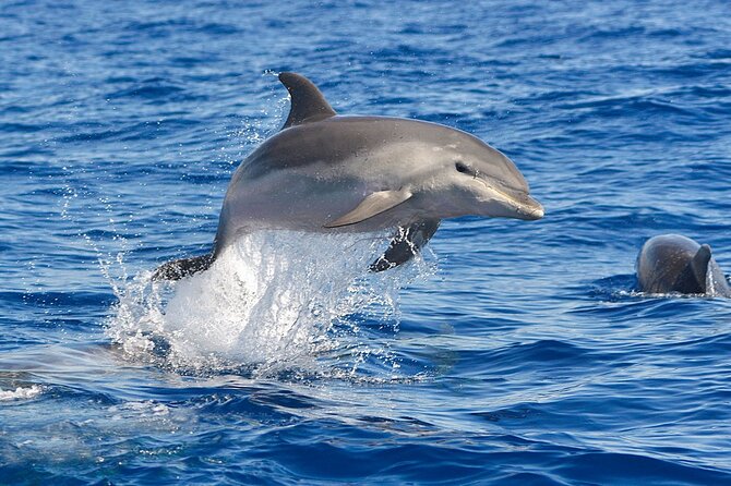 Dolphin Watching Tour with Snorkeling from Olbia - Spotting Bottlenose Dolphins Near Figarolo Island