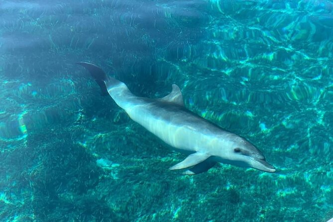 Dolphin Watching Tour with Snorkeling from Olbia - The Scenic Route Around Capo Ceraso and Tavolara