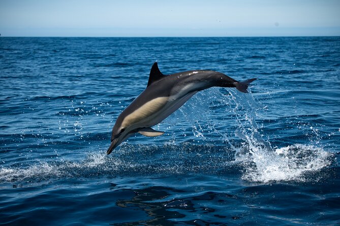 Dolphin Watching with Biologist in Arrábida Natural Park - Discover the Unique Experience of Dolphin Watching with a Marine Biologist