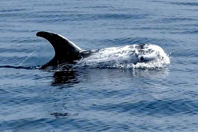 Dolphin Watching with Biologist in Arrábida Natural Park - Opportunities for Swimming, Sunbathing, and Cave Visits