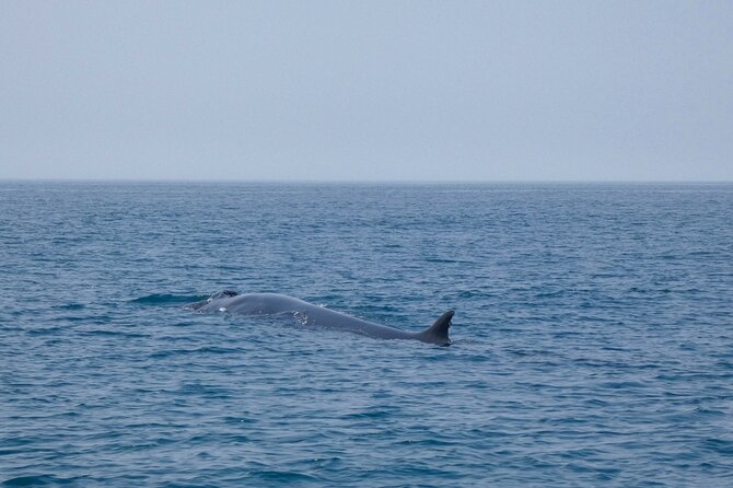 Dolphin Watching with Biologist in Arrábida Natural Park - Practical Details and Accessibility