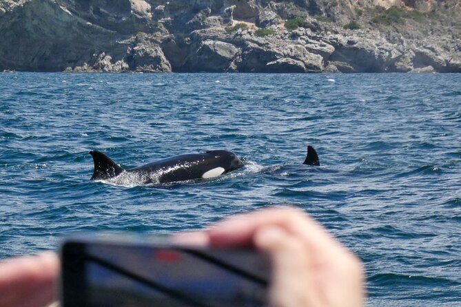 Dolphin Watching with Biologist in Arrábida Natural Park - Flexibility and Cancellation Policies