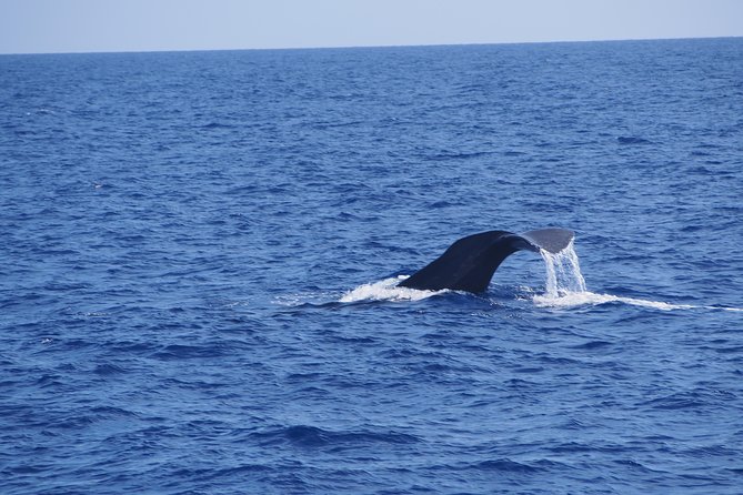 Dolphin - Whale - Turtle - Bird Watching - The Speedboat Experience with Magic Dolphin in Funchal