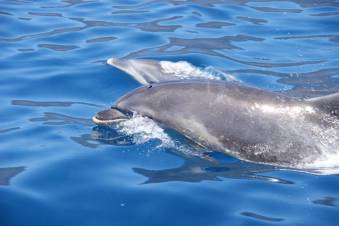 Dolphin - Whale - Turtle - Bird Watching - Stops and Scenic Highlights Along the Route