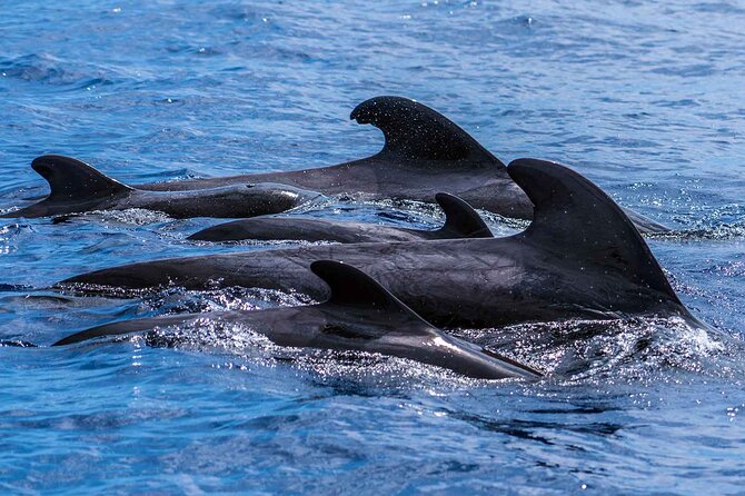 Dolphin - Whale - Turtle - Bird Watching - Onboard Commentary and Guide Expertise