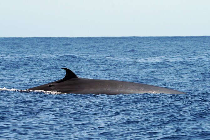 Dolphin - Whale - Turtle - Bird Watching - Comparing This Tour to Other Wildlife Experiences