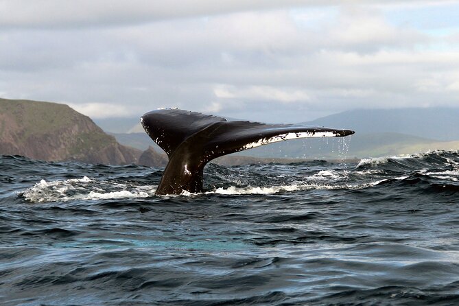 Dolphin & Whale Watching (4hrs) + Blasket Island Landing (3hrs) - Exploring Great Blasket Island for Three Hours