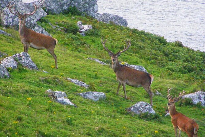 Dolphin & Whale Watching (4hrs) + Blasket Island Landing (3hrs) - Logistics and Practical Tips