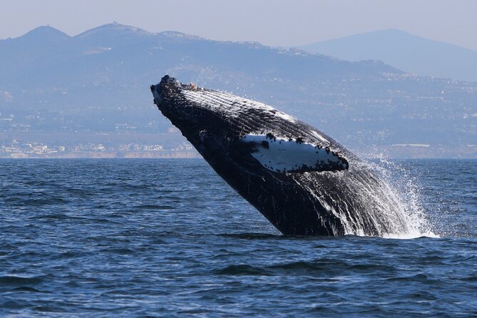 Dolphin & Whale Watching - Starting Point at Oceanside Pier for Easy Access