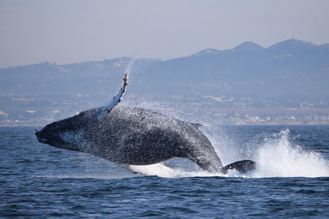 Dolphin & Whale Watching - Expect to See Dolphins, Whales, and Sea Lions