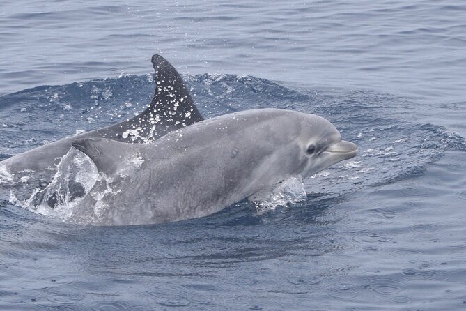 Dolphin & Whale Watching - Pricing Includes All Boat Fees for a Transparent Experience