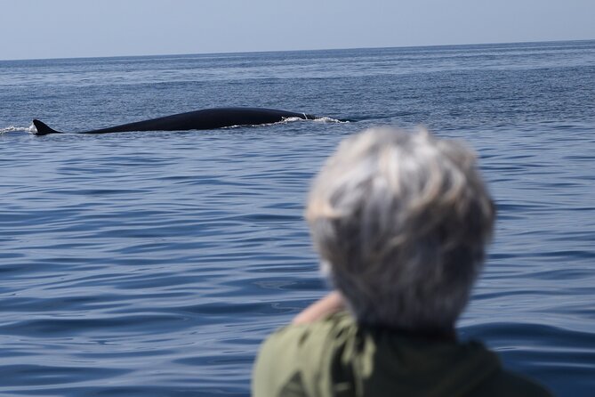 Dolphin & Whale Watching - Flexibility and Cancellation Policy