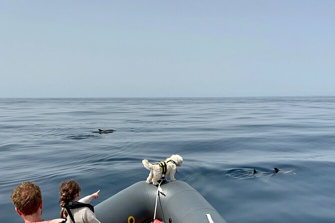 Dolphins & Benagil Caves with Biologist guide - Comparison with Similar Tours in Lagoa