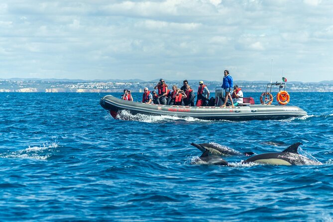 Dolphins & Caves on Rib Boat - Discover the Unique Perspective of the Dolphins & Caves on Rib Boat Tour