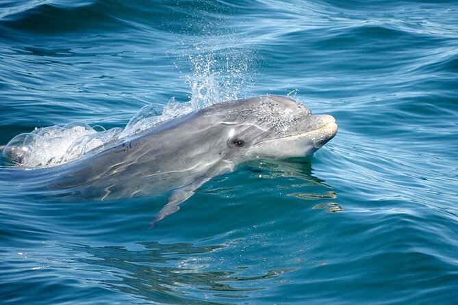Dolphins & Caves on Rib Boat - Weather Conditions and Cancellation Policy