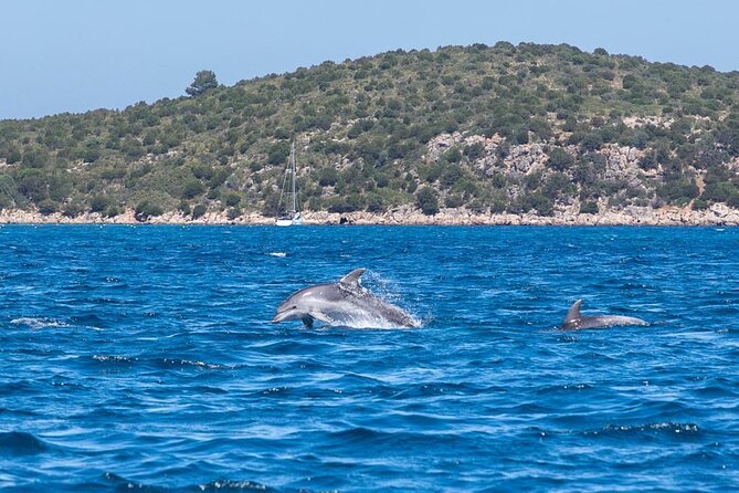 Dolphins Rib boat (up 6 people) Private - Scenic Route Along Costa Smeralda’s Coveted Coves