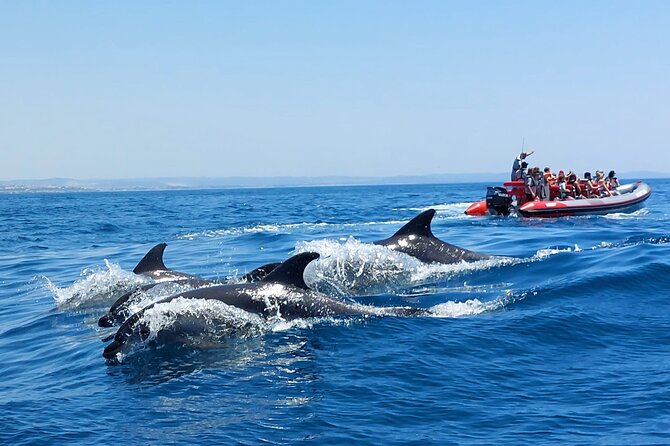 Dolphins Search and Benagil Caves from Albufeira - The Small-Group Boat: What Makes It Special?