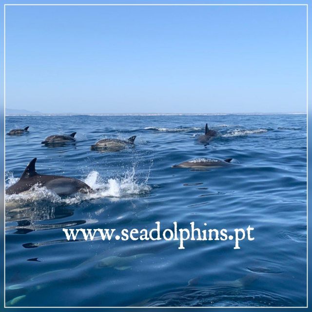 Dolphins Watching - Portimão - Discover Dolphins in Their Natural Habitat in Portimão